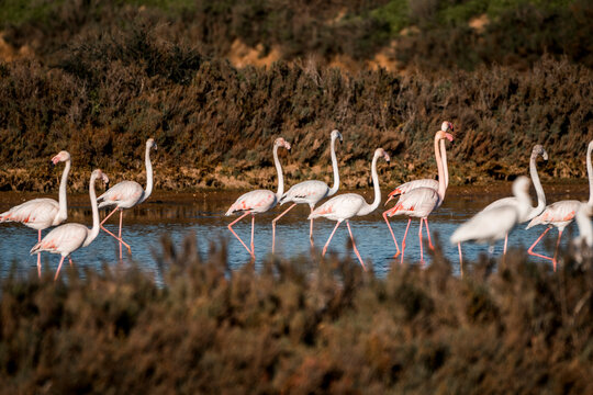 Flamingo birds in the water in Ria de Formosa 