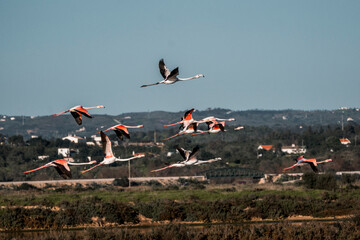 Flamingo birds flying above Ria de Formosa 