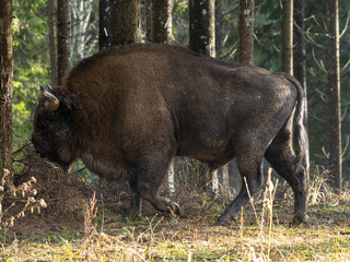 Obraz na płótnie Canvas European wood bison 