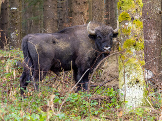 European wood bison 