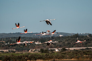 Flamingo birds flying above Ria de Formosa 