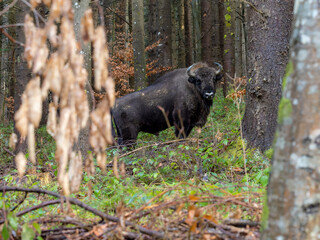 European wood bison