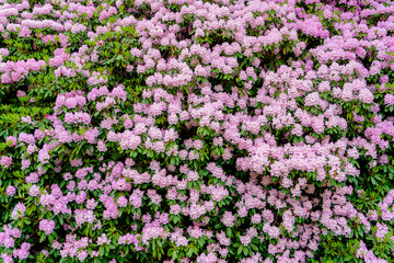 Fototapeta premium Background of sping flowering rhododendron.