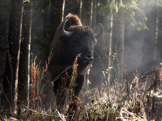 European wood bison 