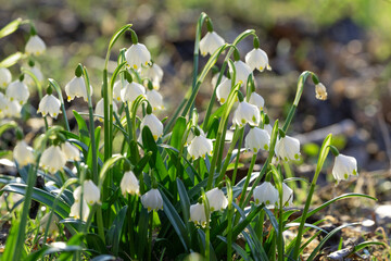 Frühlingsblüher Märzenbecher nach dem winterlichen Schnee: Die geschützte Pflanze auf einer grünen Naturwiese steht unter Naturschutz. Eine erste Nahrungsquelle für Insekten wie Bienen oder Wespen.