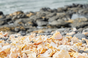 Fragments of broken shells on the shores of the Atlantic Ocean as a background with pebble.