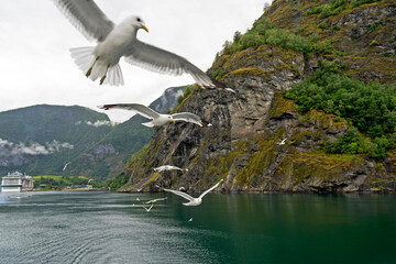 Norwegian fjords sea landscape view with seagulls, Norway, Sognefjord