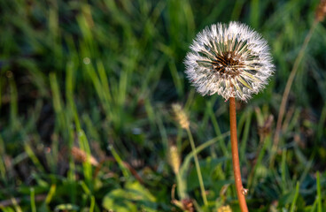 strong wind waiting to spill dandelion seeds