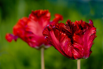 Deep red flowering parrot tulip in the spring garden. - 556552853