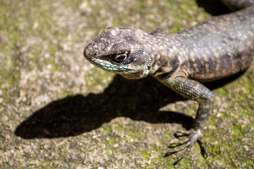 Gator