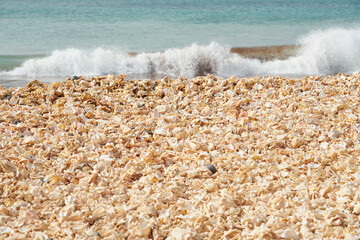 Fragments of broken shells with a blurred ocean with waves in the background.