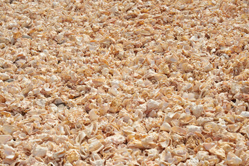 Fragments of broken shells on the shores of the Atlantic Ocean as a background.