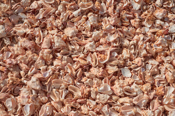 Fragments of broken shells on the shores of the Atlantic Ocean as a background.