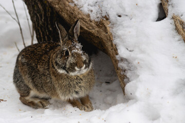 rabbit sitting on the snow next to a tree hollow