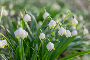 Frühlingsblüher Märzenbecher nach dem winterlichen Schnee: Die geschützte Pflanze auf einer grünen Naturwiese steht unter Naturschutz. Eine erste Nahrungsquelle für Insekten wie Bienen oder Wespen.