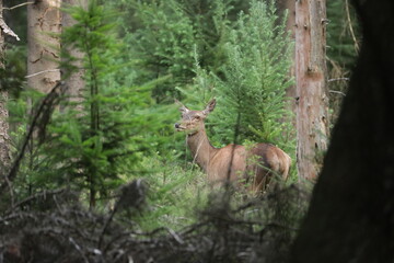 Red deer looking at you