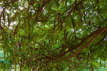 Branches of carob tree with pods