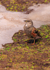 Acentor alpino -prinella collaris