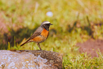colorojo real -phoenicurus phoenicurus