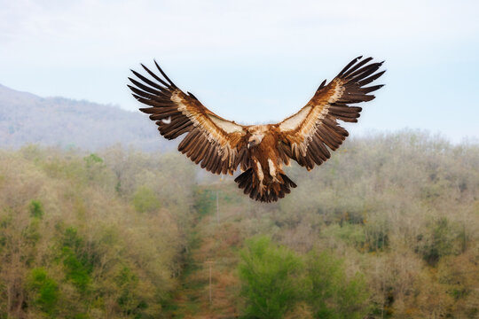 buitres -gyps fulvus