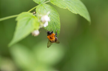 Close up of a bumblebee on a raspberry bush. Finland