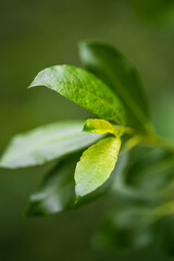 Close up of green leaves. Finland