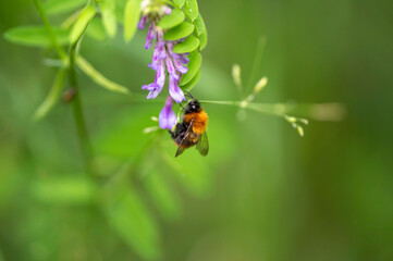 Close up of a bumblebee and pink flowers. Finland