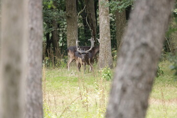 European fallow deer in the forest