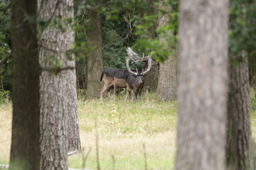 European fallow deer in the forest
