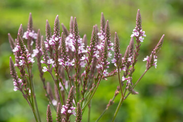Fototapeta premium Swamp verbena (verbena hastata) flowers in bloom