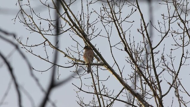 	
Un &eacute;pervier de Cooper sur une branche d'un arbre en hiver	
