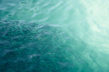 Blurry fish in tropical water as an abstract background.