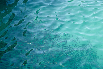 Blurry fish in tropical water as an abstract background.