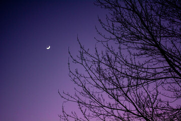 Purple Twilight Sky with Moon and Tree Silhouette