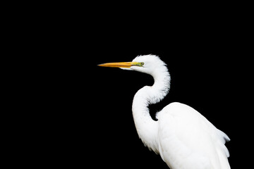 Great Egret Bird Isolated on Black Background