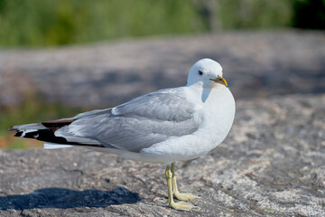 A seagull near on a granite stone in the sun.