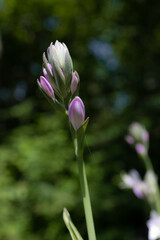 Obraz premium Purple Flower Buds in Garden