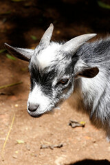 Closeup of mini goat. Brazil