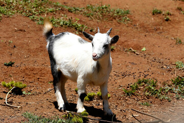 Obraz premium Closeup of mini goat. Brazil