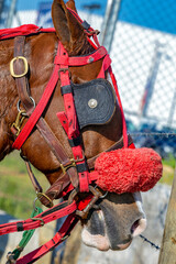 Horse head with harness decorated. Brazil