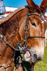Horse head with harness decorated. Brazil