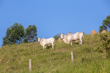 Nelore cattle in the hill, under blue sky on countryside of Brazil