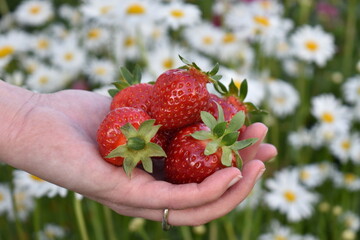 Strawberries in hand with daisies in background