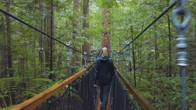 Blond female walking on suspended walkway in the green redwood tree canopy