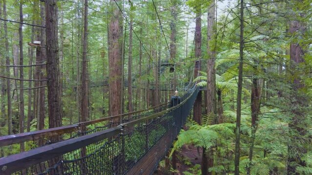Profile of female walking on suspended walkway in redwood tree canopy