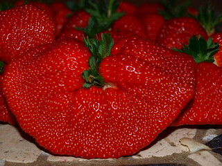 Giant mutant strawberries on a table