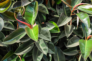 View of green plant outdoors, closeup