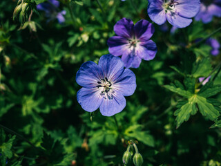 flowers in the garden