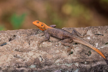 Lizard with orange head sitting on a wall