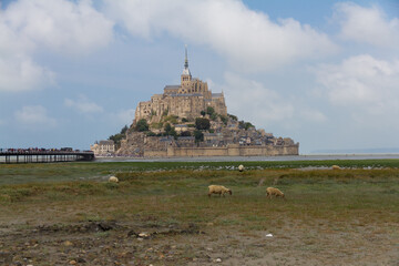 Sheep and Mont Saint-Michel